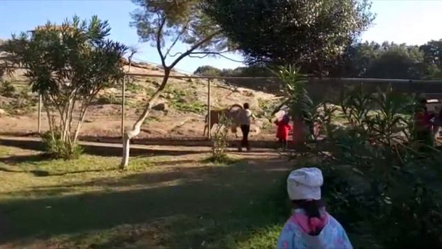 Путешествие по зоопарку в Алжире/Travel to the zoo in Algeria#Алжир#ЖивотныеАлжира#ЗоопаркАлжира смотреть онлайн