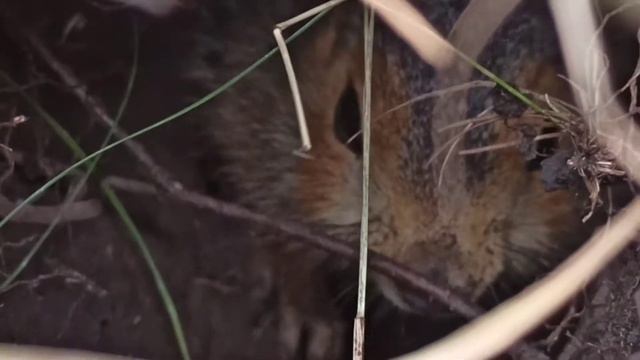 ЧТО В НОРЕ У СУСЛИКА? ОБЗОР НОРЫ СУСЛИКА. СУСЛИКИ АККУПИРОВАЛИ ТОРАТАУ! смотреть онлайн