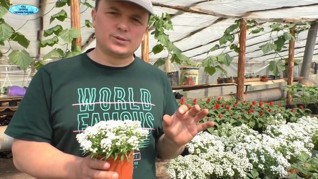 Наш любимый цветок. А вы его не пробовали вырастить?