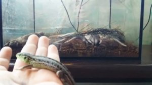 Приручение прыткой ящерицы. Что нужно и не нужно делать?