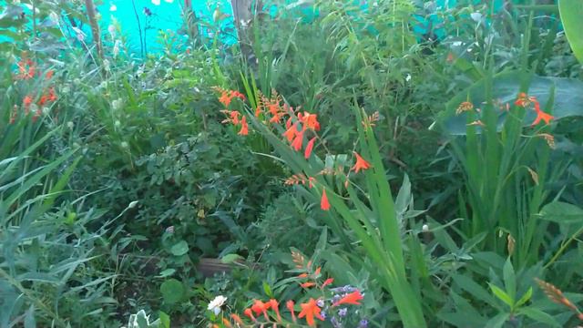 Natal Eriği & Kuzgun Kılıcı (Glayöl, Gladiolus) | Bakımı, Nasıl Yetiştirilir? смотреть онлайн