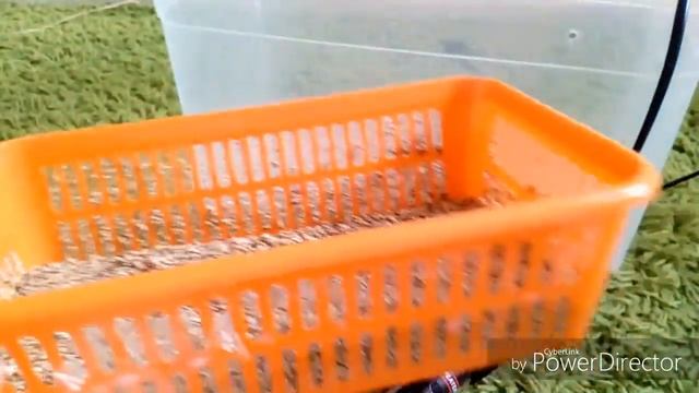 ИНКУБАТОР ДЛЯ БОРОДАТОЙ АГАМЫ - Своими руками смотреть онлайн