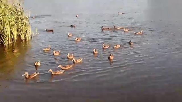 Прогулка по г. Барань смотреть онлайн