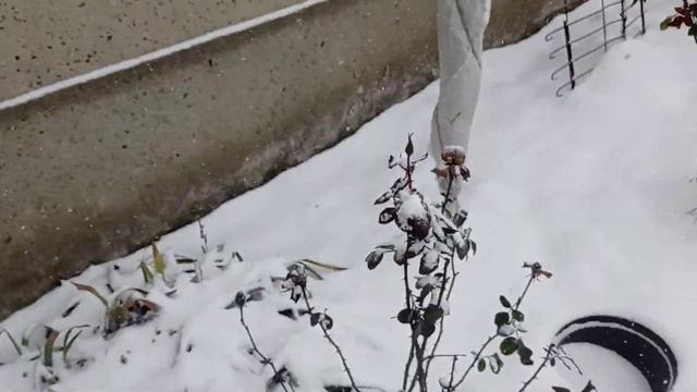 Укрытие клематисов на зимовку.