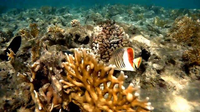 Eritrean butterflyfish and Cigar wrasse, Эритрейская рыба-бабочка и Сигарный губан смотреть онлайн