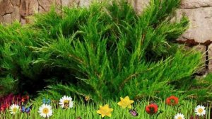 Можжевельник средний Минт Джулеп ? Посадка. саженцы, крупномеры можжевельника: особенности сорта