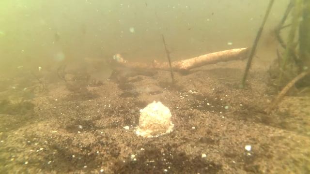 Прикормка DUNAEV UNIVERSAL