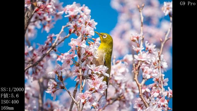 Panasonic LUMIX G X VARIO PZ 45-175mm/F4.0-5.6 ASPH./ POWER O.I.S. H-PS45175-K 【4K60】カメラ・レンズシリーズ第22 смотреть онлайн