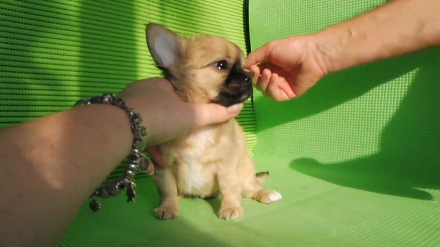 МАРИ МИСТИК ТАИС #КУПЛЮЧИХУАПРОДАЮЩЕНКА( ПИТОМНИК "МАРИ МИСТИК" ) смотреть онлайн