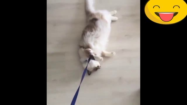 Самые забавные коты?