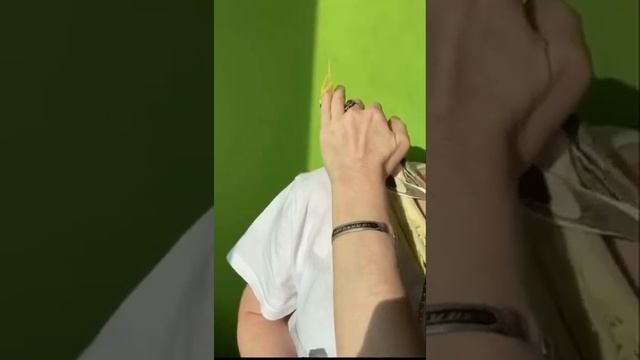 Щекастый Пёстрому-перловый Корица. Ручные Птенчики Корелл. смотреть онлайн