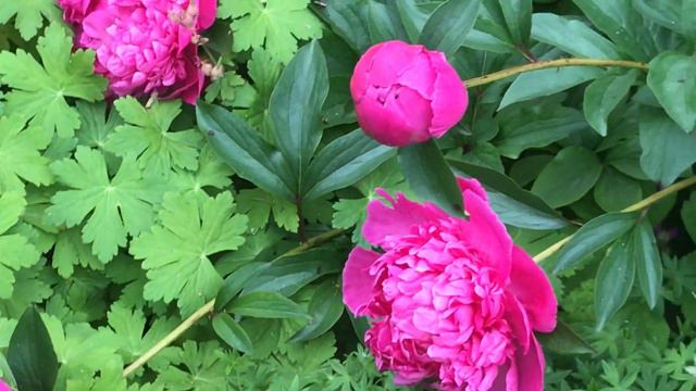 Pivoine Herbacée de Chine 'Paeonia lactiflora Amabilis' Se plie mais ne se rompt pas смотреть онлайн