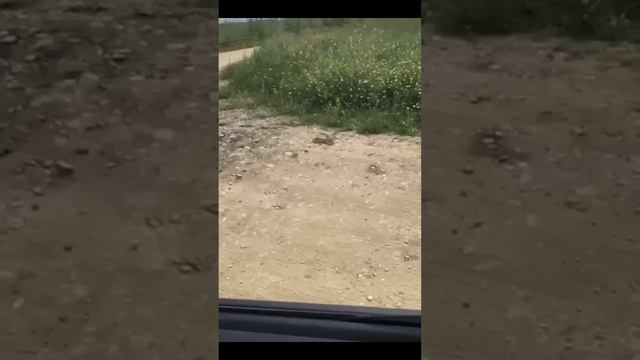 Осторожно, нашествие змей! смотреть онлайн