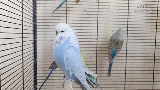 Учим говорить попугая 