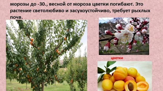 Биология. Тема урока: "Персик и абрикос" смотреть онлайн