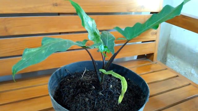 keladi keris papua смотреть онлайн