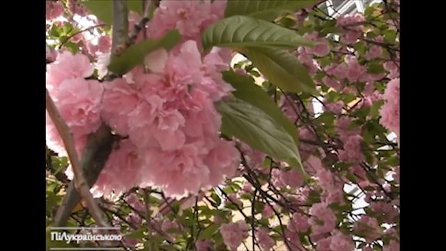 З Днем Народження Юлія💐🎁🎂 - іменна відео-листівка на День Народження для Юлі привітання українською смотреть онлайн