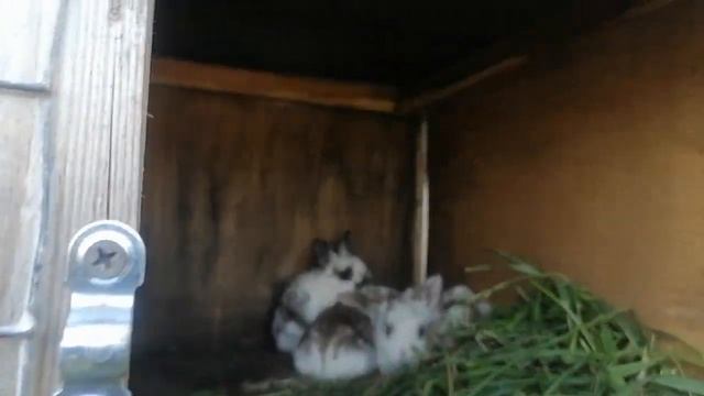 Начало стройки, пристройки кухни на даче. 107 серия. смотреть онлайн