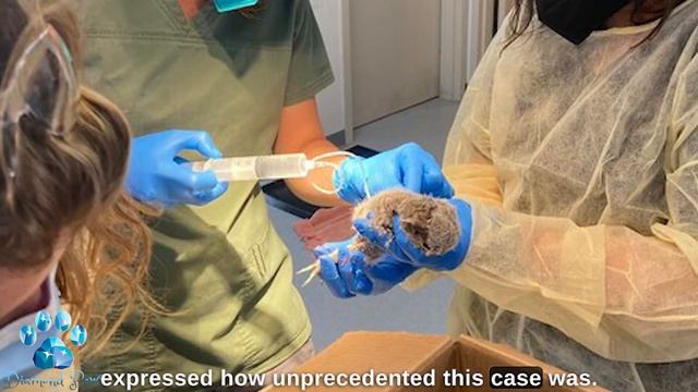 The Tree was Going to Be Sawed Down, but Suddenly It Started Making Strange Noises! смотреть онлайн