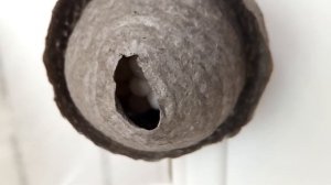 Осы строят своё гнездо в квартире. Часть 6.