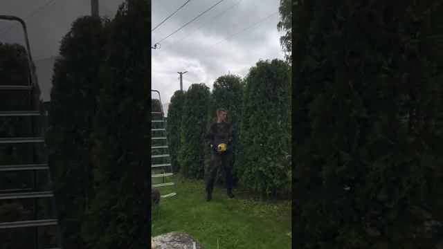 Стрижка туй #дача #сад #shorts #garden смотреть онлайн