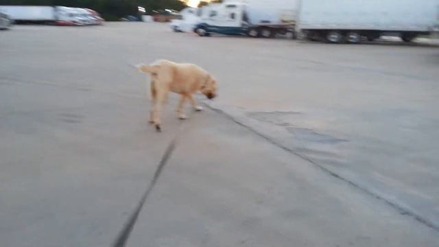 ТАЙГА-ДАЛЬНОБОЙЩИЦА