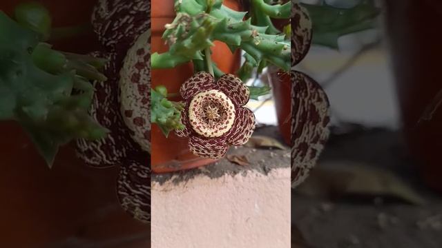 Cactus Stapelia ? смотреть онлайн
