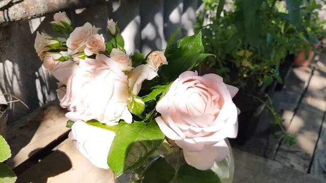 Роза Мириам - полное описание прекрасного сорта - она же Amazing Grace, Cocgrand, Celebration смотреть онлайн