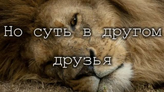 Толпою гасят даже льва☝??❤описание? смотреть онлайн