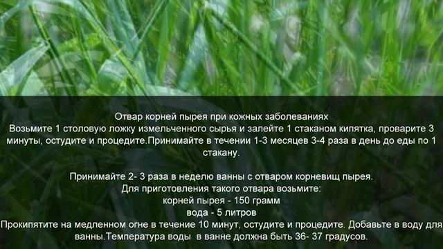 Пырей сорняк который лечит смотреть онлайн