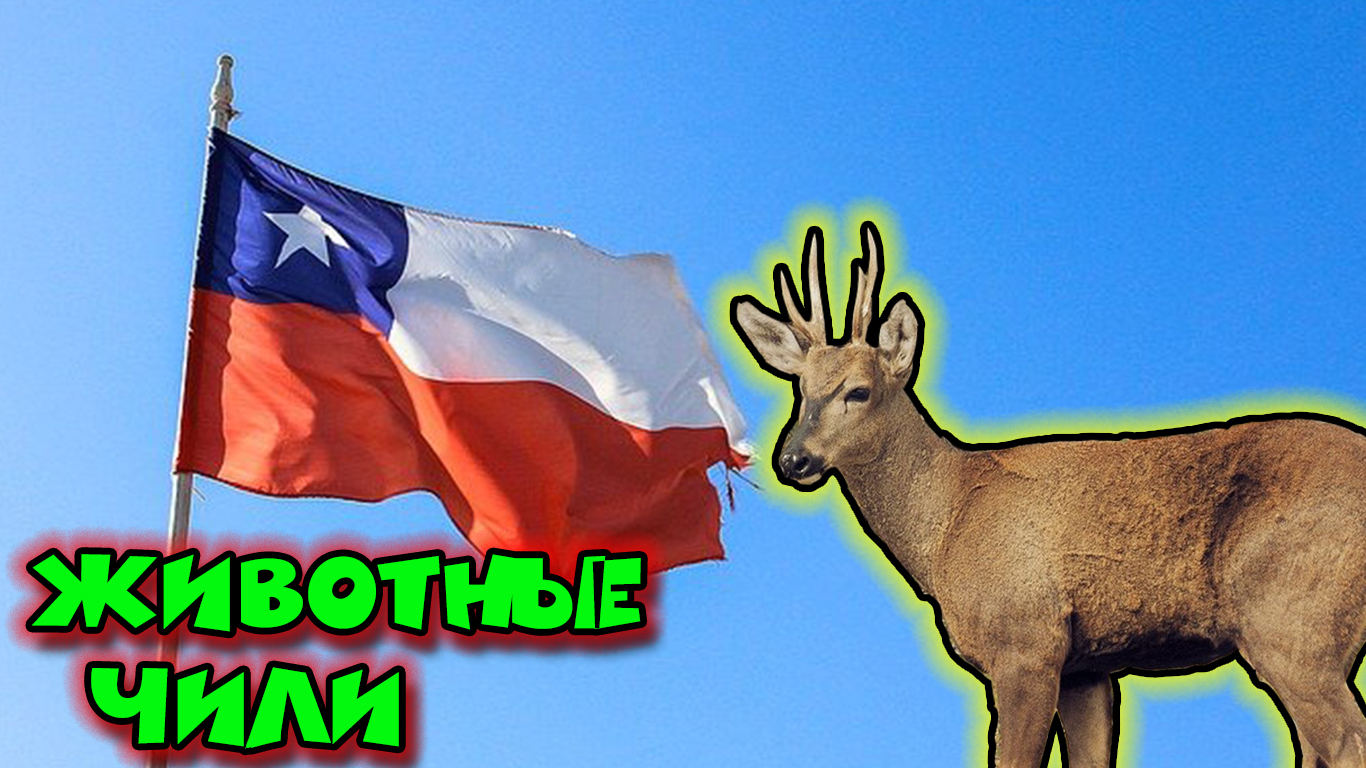 Животные Чили.mp4 смотреть онлайн