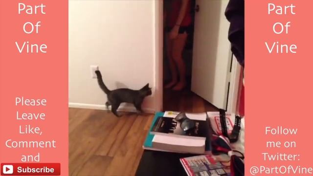 Funny Cats 2015 - Vine Compilation - BEST VINES ✔️