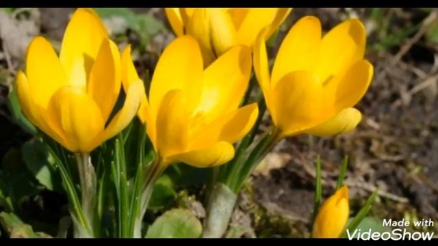 ЖЁЛТЫЕ ЦВЕТЫ/YELLOW FLOWERS смотреть онлайн