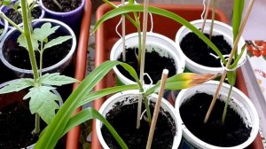 ✅ Как вырастить кукурузу рассадой. Мои разочарования