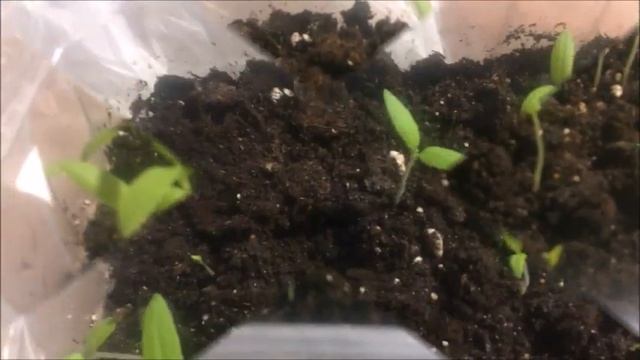 ПОМИДОРЫ НА ПОДОКОННИКЕ ПОДРОСЛА РАССАДА ЧЕМ ПОЛИВАТЬ смотреть онлайн