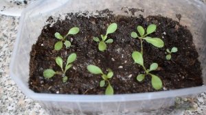 КОРЕОПСИС RISING SUN и GOLDEN GLOBE из семян. Многолетники в первый год посадки.