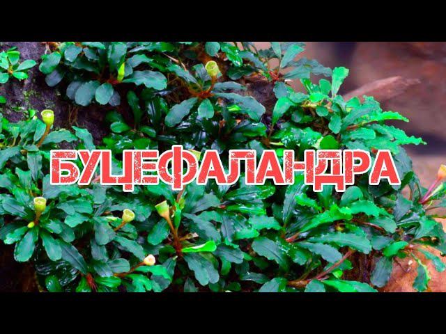 БУЦЕФАЛАНДРА. СОДЕРЖАНИЕ И РАЗВЕДЕНИЕ смотреть онлайн