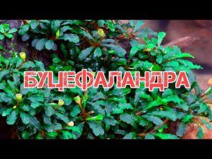 БУЦЕФАЛАНДРА. СОДЕРЖАНИЕ И РАЗВЕДЕНИЕ