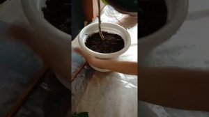 пересадка Китайской розы