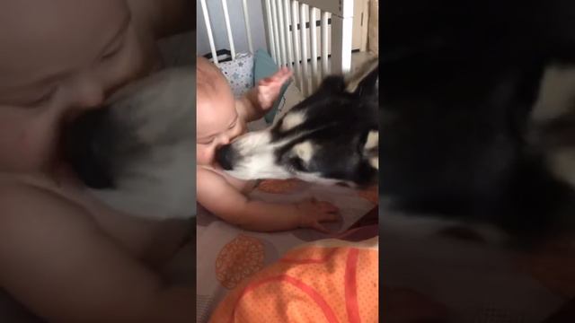 Пушистые друзья/Fluffy friends смотреть онлайн