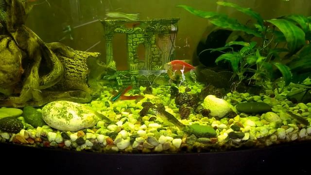 Анциструсы – сомики прилипалы . Рыбка прилипала. Аквариумная рыбка. Ancistrus - Catfish Stuck.