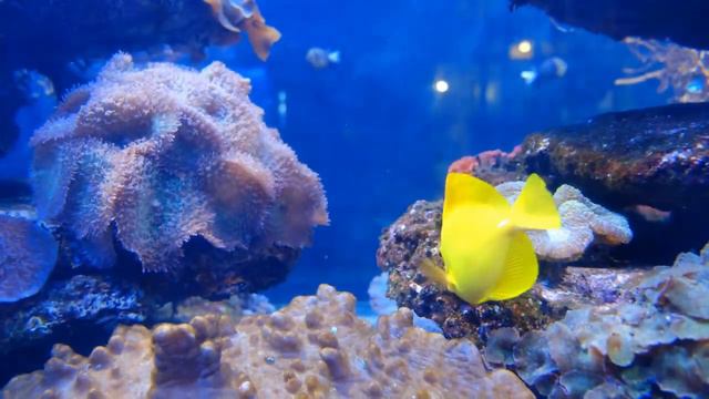 Under the Red Sea 4K - Incredible Underwater World - Relaxation Video with Original Sound (NO LOOP) смотреть онлайн