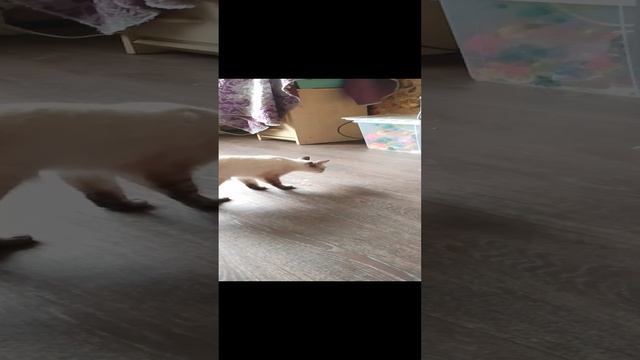 битва за жидкий корм 2 смотреть онлайн