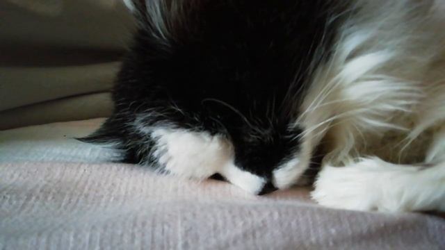 Кошка храпит во сне смотреть онлайн