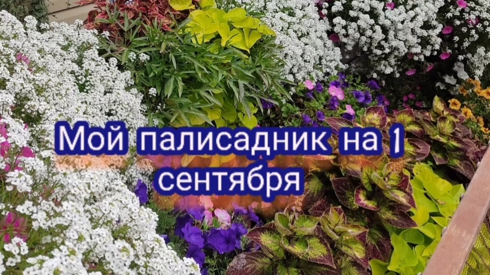 Здравствуй, Осень золотая! Мой палисадник на 1 сентября смотреть онлайн