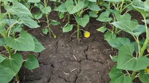 СПЛОШНОЙ ПОСЕВ ПОДСОЛНЕЧНИКА | BOURGAULT 8810 | ПОСЕВНОЙ КОМПЛЕКС |