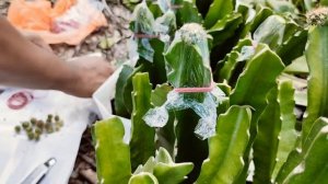 How To Graft Your Cactus | Echinopsis Graft On Hylocereus #Cactusgraft #Echinopsis #Pitaya