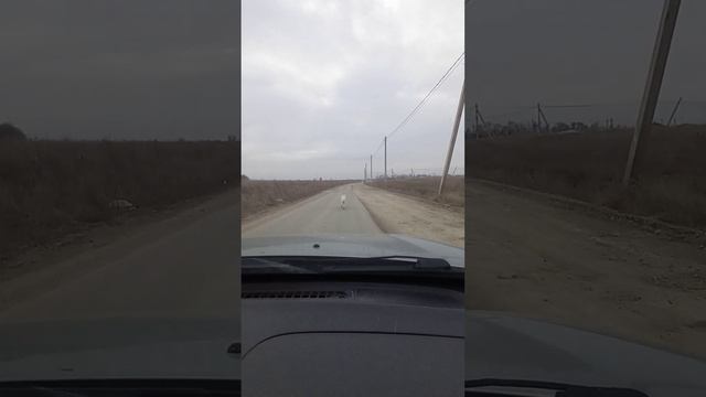 Догоняем сбежавшего пса?? смотреть онлайн