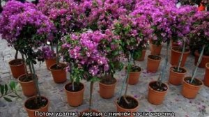 Бугенвиллия — уход и содержание в открытом грунте