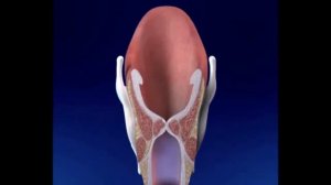 Работа голосовых складок